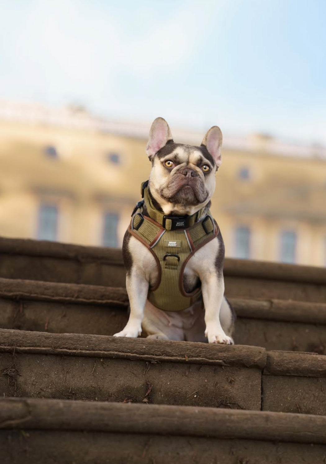 Trail Buddy adjustable harness