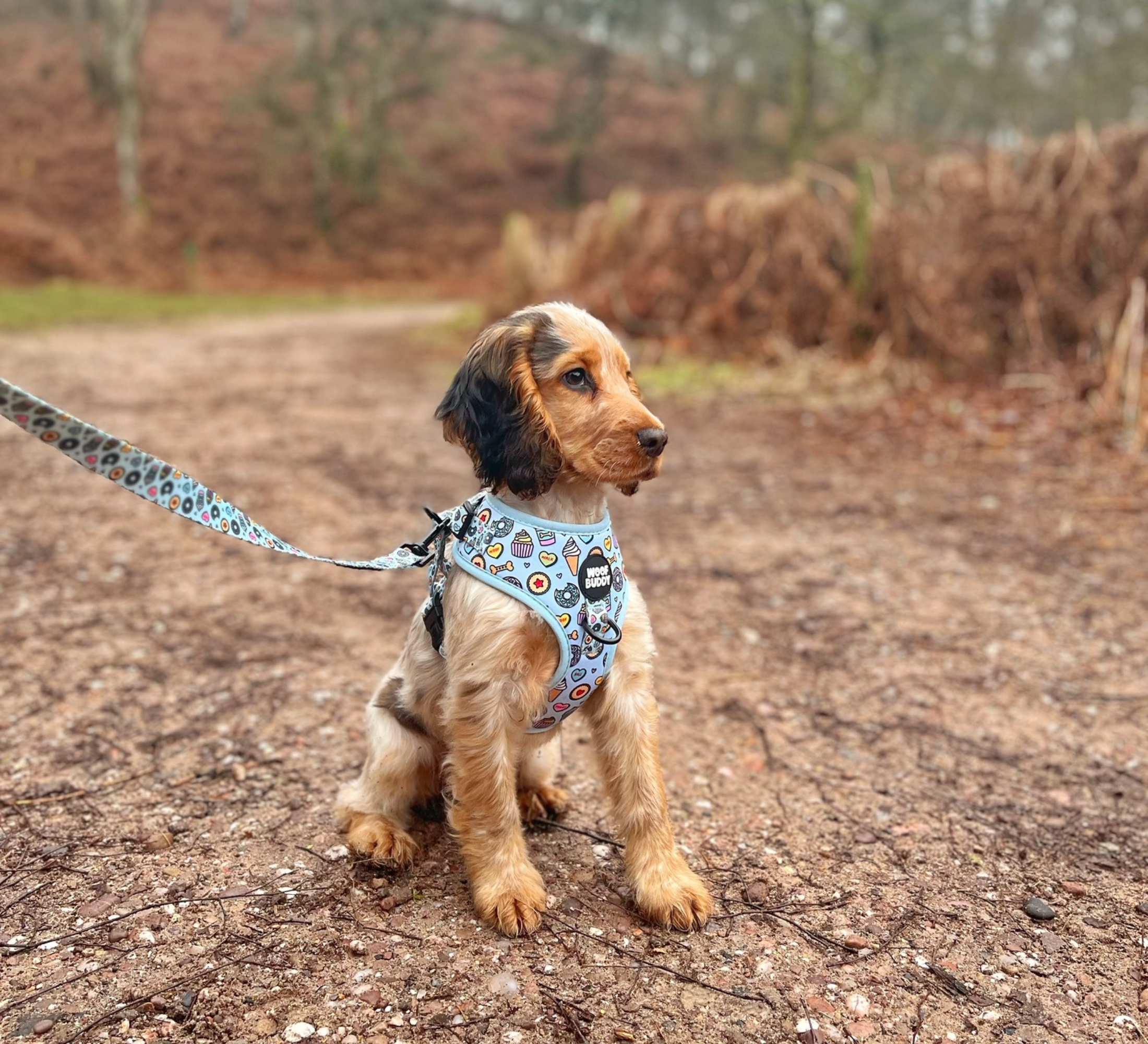 Some Buddy Loves You Dog Lead