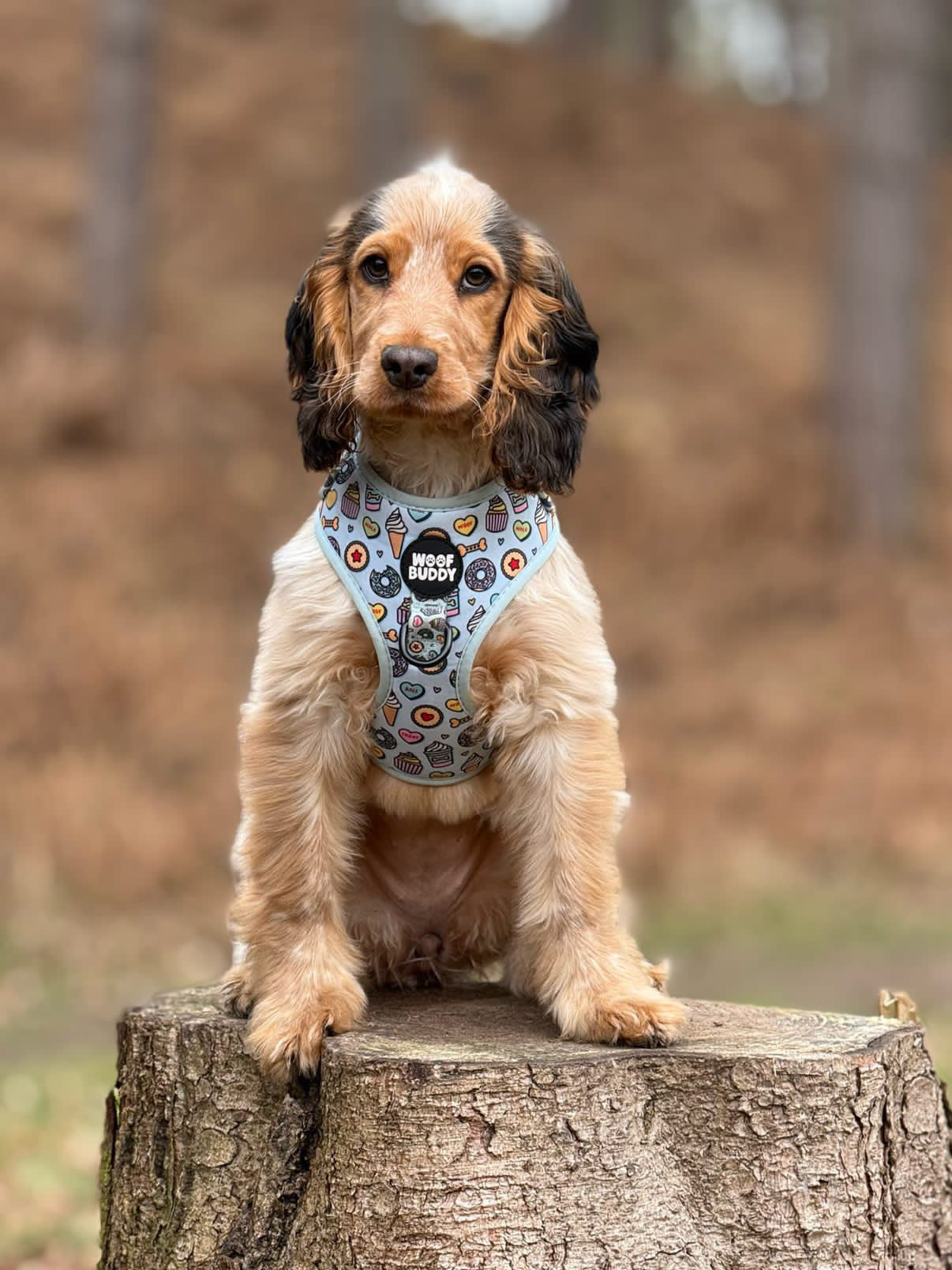 Some Buddy Loves You Adjustable Dog Harness