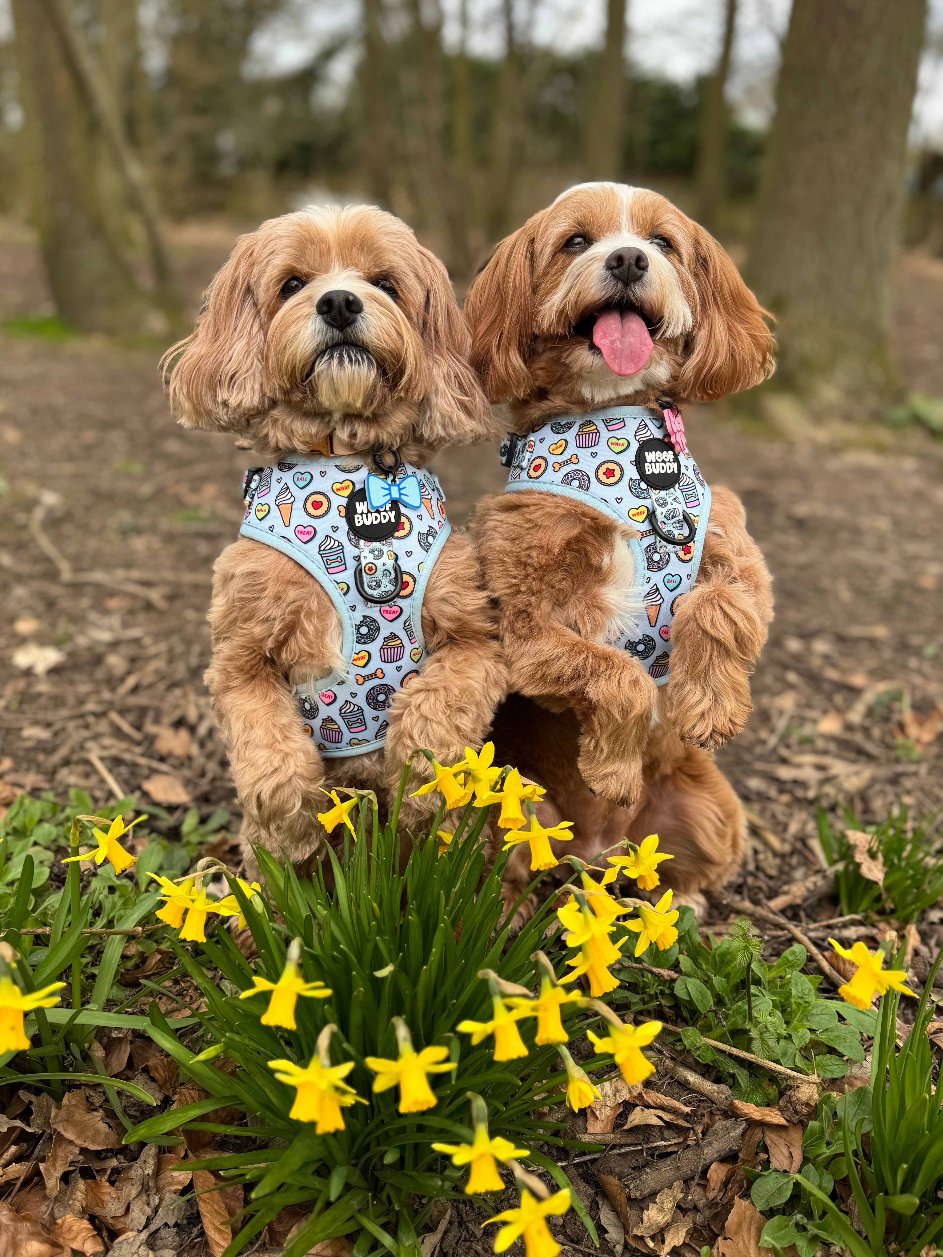 Some Buddy Loves You Adjustable Dog Harness