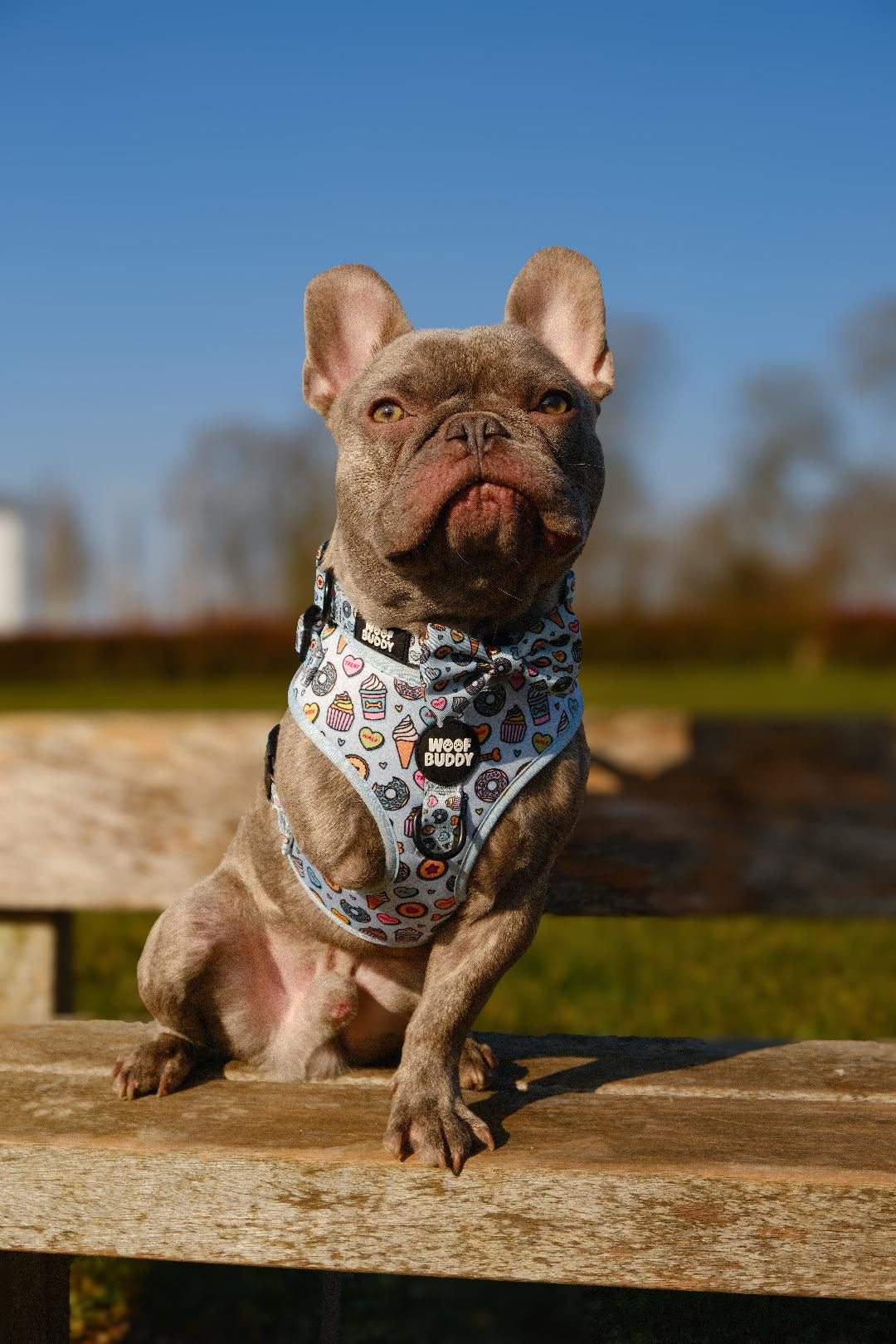 Some Buddy Loves You Dog Bow Tie