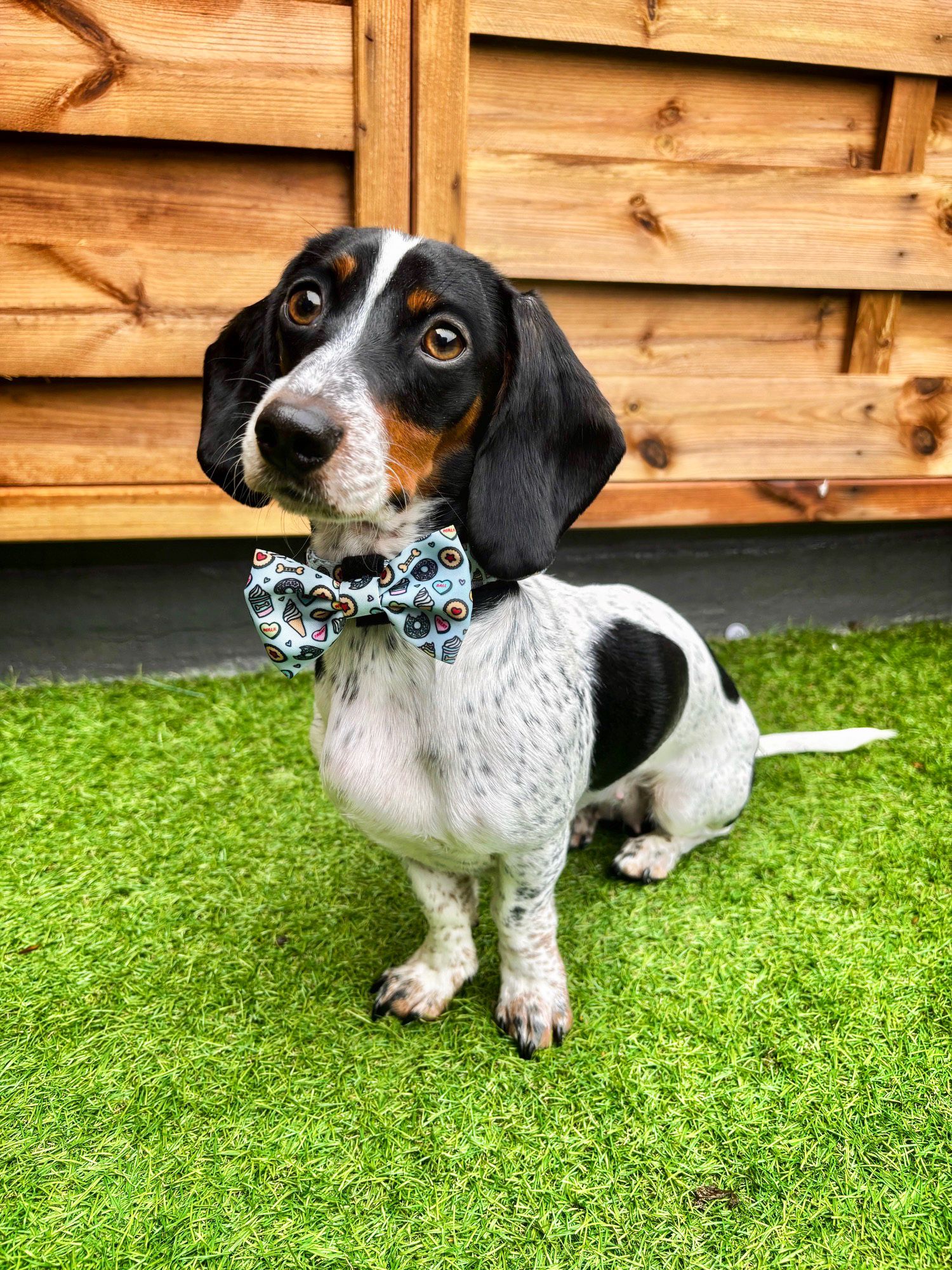 Some Buddy Loves You Dog Bow Tie