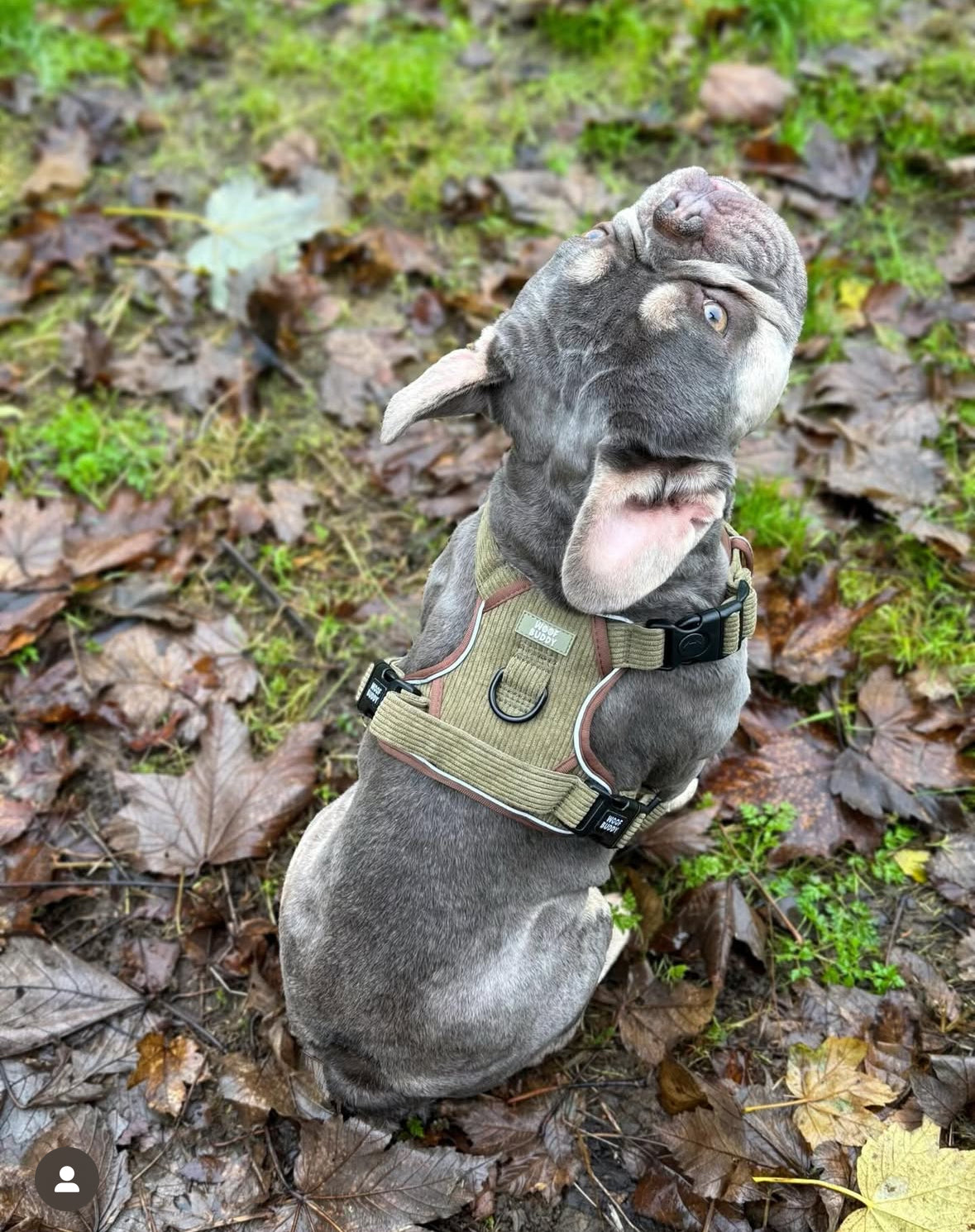 Trail Buddy adjustable harness