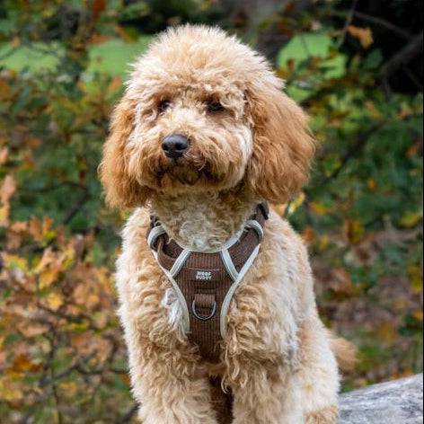 Forest Paws adjustable harness