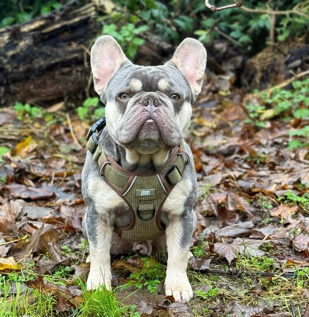 Trail Buddy adjustable harness